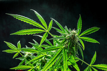 Cannabis, marijuana plant, background with vibrant leaves and blooming flowers. Cultivating medicinal cannabis
