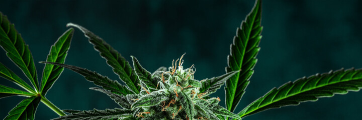 Cannabis plant panorama. Marijuana flowers and green leaves panoramic banner. Growing cannabis for medical purposes