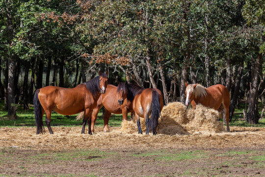Group of horses feeding on hay. Comarca de la Carballeda, Zamora, Spain.