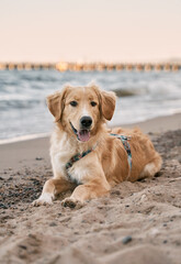 Golden retriever on the coastline. Companion dog sitting on the sandy beach - obrazy, fototapety, plakaty
