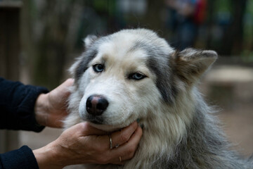 Portrait of a Siberian Husky with blue eyes being stroked by a woman.