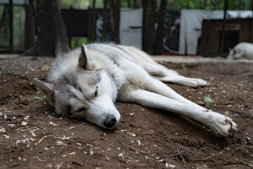 Close-up of a husky dog sleeping on the ground.