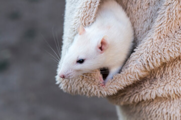 a curious white rat peeks out of the pocket of a woman's jacket