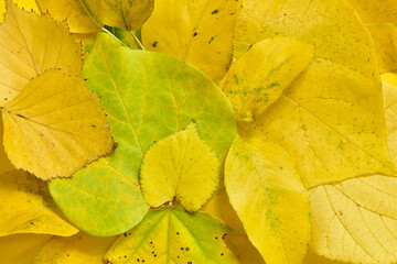 Background from autumn leaves of maple, poplar, birch, pear, linden. A group of objects in yellow color. Design element. 