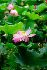 pink lotus flower