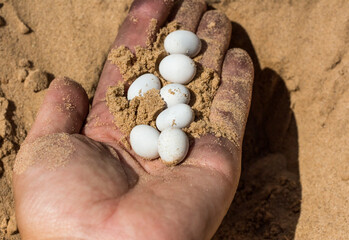 white reptile eggs in a dirty female hand