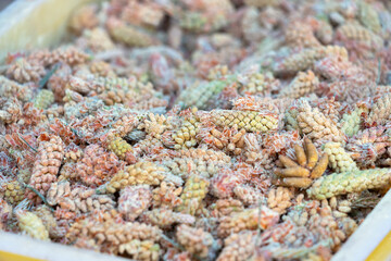 Collecting and harvesting pine pollen from inflorescences and young cones of coniferous trees in spring. Dietary supplement rich in vitamins and trace elements