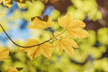 A short but bright time of golden autumn. Yellow and green sugar maple leaves on a blue fall sky background.