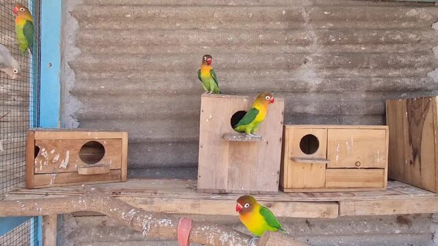 birds are inseparables. large, colorful, beautiful parrots. popular with fans of feathered exotics. pet shop. Veterinary clinic.