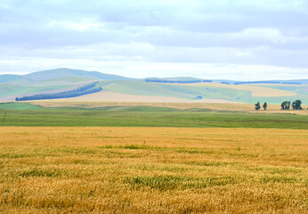 Rural field on the background of the green hills of Altai