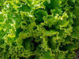 Close-up of cooked and ready-to-eat lettuce
