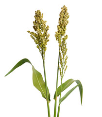Sorghum bicolor, commonly called sorghum and also known as great millet, durra, jowari, jowar or...