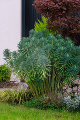 Mediterranean spurge plant in the garden