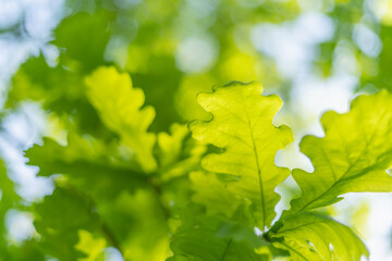 Plakat oak leaves, green spring backgroun