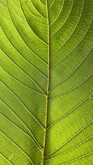 Close up kratom leaf, Green leaf background.