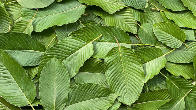 Close up kratom leaf, Green leaf background.