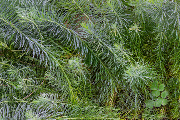 decorative greenery on a flower bed in the garden