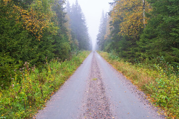 Dirt road in a forest with fog