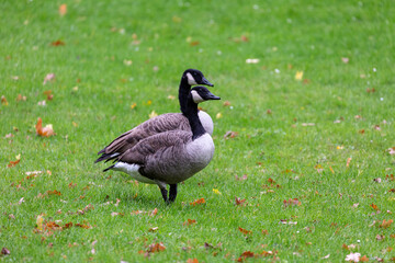 Canadian geese walking on the grass in park