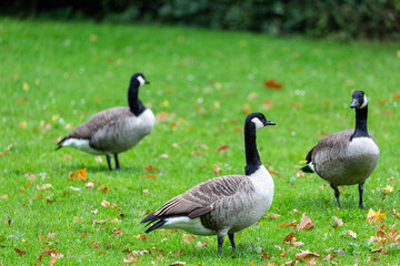 Naklejka na ściany i meble Canadian geese walking on the grass in park
