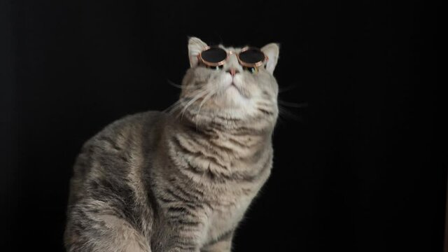 British pet, Scottish straight cat of the owner on an isolated black background with glasses, close-up. Cool animal of gray color