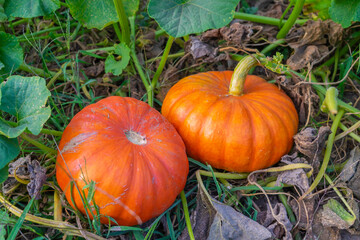 Calabazas en el campo.