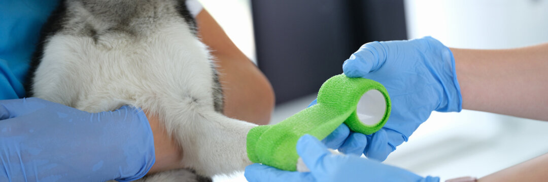 Doctor veterinarian bandaging dog broken paw in clinic