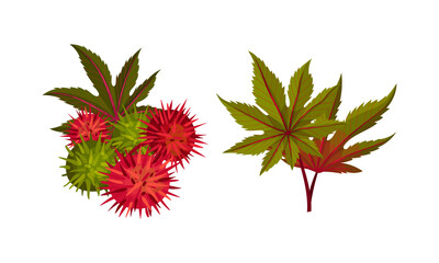 Set of rambutan berries on branch with leaves. Ripe organic tropical exotic fruit vector illustration