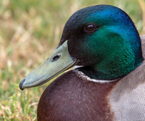 Stunning close-up colours of  a Mallard drake resting