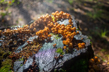 Many small mushrooms grow on a tree stump in the rain. Low point of view in nature landscape. Blurred nature background copy space. Park low focus depth. Ecology environment