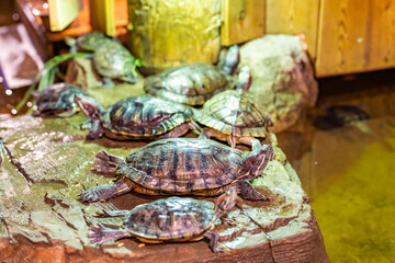 Red-eared turtles in the Kazan Aquarium. Tourist places of Kazan.