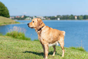Wet Golden labrador dog staying near the water.happy Labrador retriever. Water is near.Copy space.