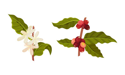 Branches of coffee plant with flowers and ripe fruits set vector illustration