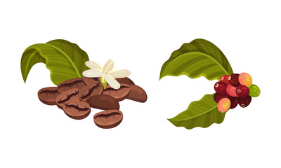 Branches of coffee plant with ripe fruits and beans set vector illustration
