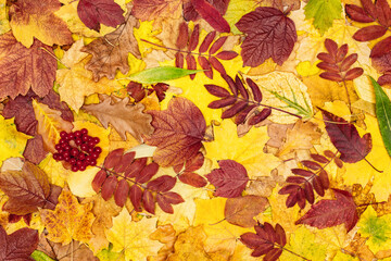 Colorful autumn leaves and viburnum red berries. Tree fallen leaf pattern. Fall season beautiful nature background