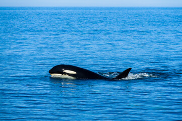 北海道羅臼沖のシャチ(Killer Whale)