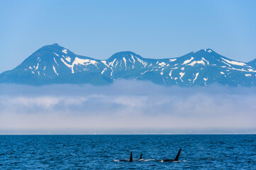 知床連山とシャチの群れ(Killer Whale)