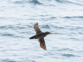 ウトウ飛翔(Rhinoceros Auklet)