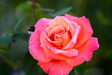 Beautiful orange and red flower head of rose with bumblebee at City of Glarus on a sunny late summer day. Photo taken September 4th, 2021, Glarus, Switzerland.