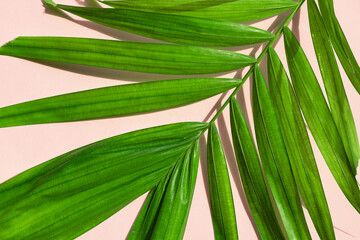 Green leaf of palm tree on pink background.