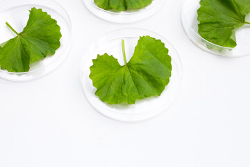 Fresh leaves of gotu kola in petri dishes on white background.