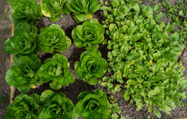 lettuce salads in the garden