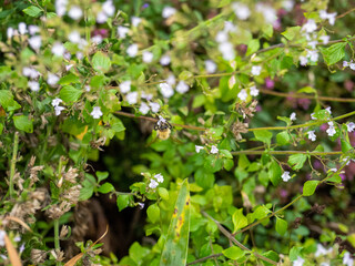 Bumblebee on the fruit 