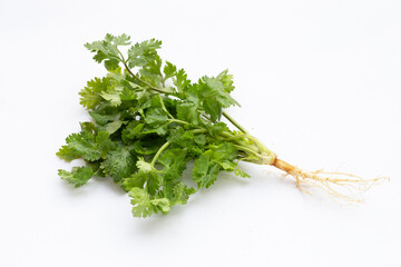 Fresh coriander leaves on white background.