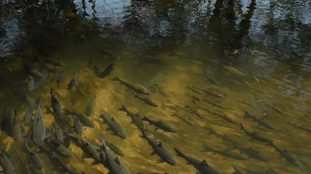 Flock of Soro Brook Carp Fish in clean river at Chiangmai, Thailand.