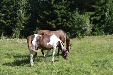 Naklejka na ściany i meble horses in the pasture, horses in the fresh air