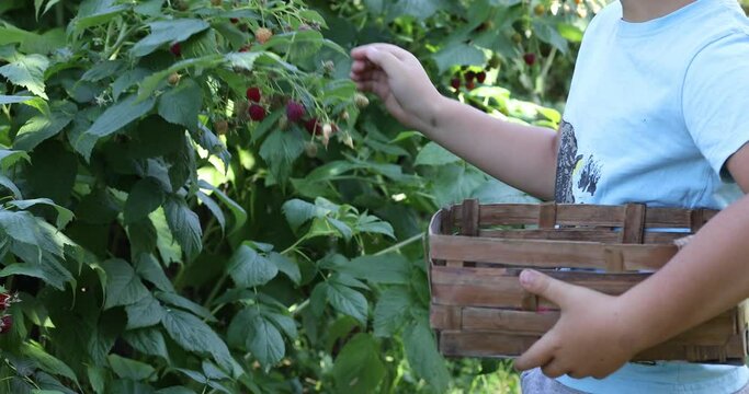 Cute little kid picking fresh berries on raspberry field. Child pick healthy food on organic farm. Little toddler boy play outdoors in fruit orchard.  Family having summer fun.