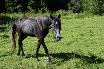 Fototapeta premium horses in the pasture, horses in the fresh air