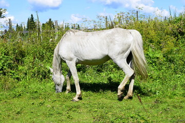 Naklejka na ściany i meble horse in the field