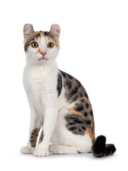 Amazing spotted pattern American Curl Shorthair cat, sitting up side ways. Looking straight to camera. Isolated on a white background.